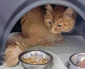 Feyre -  Domestic Long Hair and Domestic Short Hair Cat for Adoption in Fishers, Indiana - Feyre | PetCurious