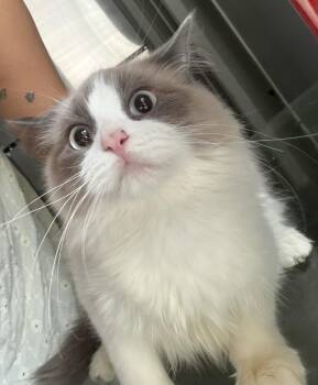 Ragdoll Cats Available for Adoption - Gucci | PetCurious