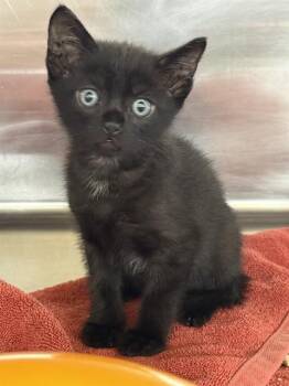 A199231 -  Domestic Short Hair Cat for Adoption in Fremont, California - A199231 | PetCurious