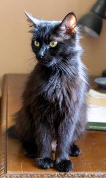 Medley -  Domestic Medium Hair Cat for Adoption in Kettering, Ohio - Medley | PetCurious