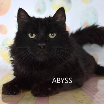 Domestic Medium Hair Cats Available for Adoption in Kanab, Utah - Abyss | PetCurious