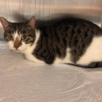 Roald -  Domestic Short Hair Cat for Adoption in Englewood, Florida - Roald | PetCurious