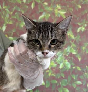 Parsley -  Domestic Short Hair Cat for Adoption in San Antonio, Texas - Parsley | PetCurious