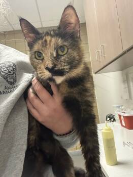 Rescue Domestic Short Hair Cats for Adoption in Greenfield, Indiana - Bernie | PetCurious