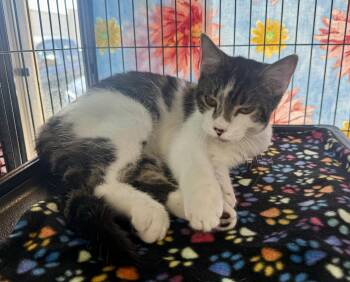 Gizmo -  Domestic Short Hair Cat for Adoption in Jacksonville, Florida - Gizmo | PetCurious