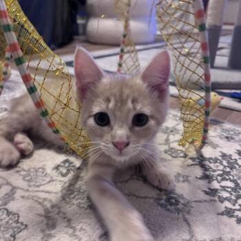 Nugget (bobtail) -  Domestic Short Hair Cat for Adoption in Chattanooga, Tennessee - Nugget (bobtail) | PetCurious