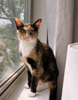 Muffin -  Domestic Short Hair Cat for Adoption in Mount Pleasant, South Carolina - Muffin | PetCurious