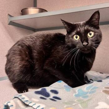 Midge -  Domestic Short Hair Cat for Adoption in Waterloo, Iowa - Midge | PetCurious