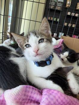 Jinu -  Domestic Short Hair Cat for Adoption in The Woodlands, Texas - Jinu | PetCurious