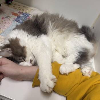 Domestic Long Hair and Domestic Short Hair Cats Available for Adoption in Woodinville, Washington - Powder | PetCurious