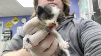 IKE -  Domestic Short Hair Cat for Adoption in Omaha, Nebraska - IKE | PetCurious