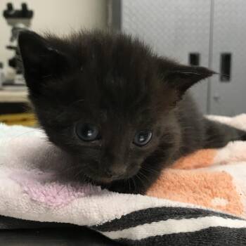 Jewel -  Domestic Short Hair Cat for Adoption in Newark, New Jersey - Jewel | PetCurious