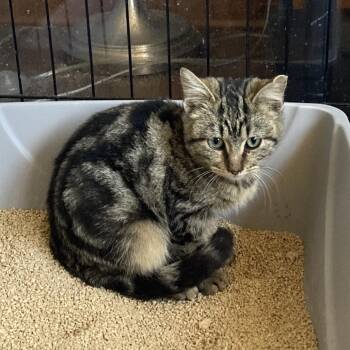 Domestic Short Hair Cats Available for Adoption - Tiger | PetCurious