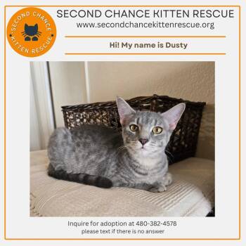 Rescue Tabby Cats for Adoption in Phoenix, Arizona - Dusty | PetCurious