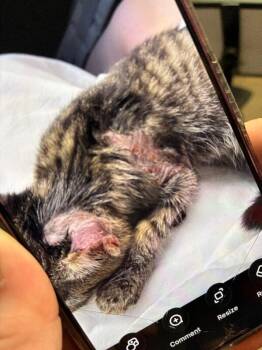 Lucas -  Domestic Short Hair Cat for Adoption in Cincinnati, Ohio - Lucas | PetCurious