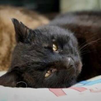 Rescue Domestic Medium Hair Cats for Adoption in Buffalo, Wyoming - Sparrow | PetCurious