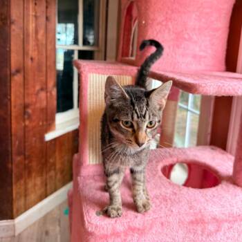 Clue -  Domestic Short Hair Cat for Adoption in Woodstock, Virginia - Clue | PetCurious