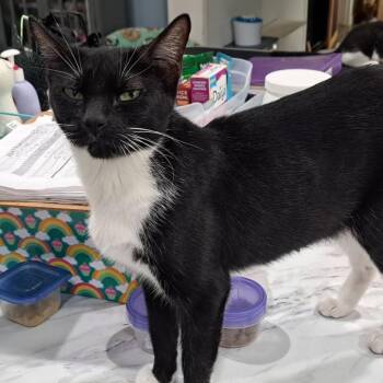 Domestic Short Hair Cats Available for Adoption in Denison, Texas - Daphne | PetCurious