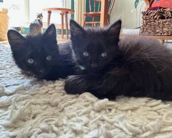 Domestic Medium Hair Cats Available for Adoption in San Francisco, California - Lita (bonded With Ozzy) | PetCurious
