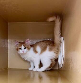 Orange Creamsicle 2 -  Domestic Medium Hair Cat for Adoption in Fort Lupton, Colorado - Orange Creamsicle 2 | PetCurious