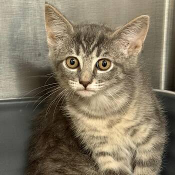 Crumble -  Domestic Short Hair Cat for Adoption in Middlebury, Vermont - Crumble | PetCurious
