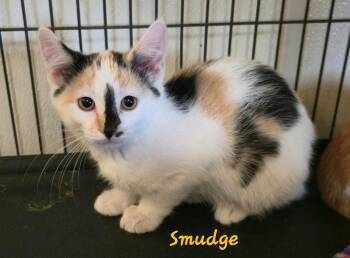 Smudge -  Domestic Short Hair Cat for Adoption in Cedar Rapids, Iowa - Smudge | PetCurious