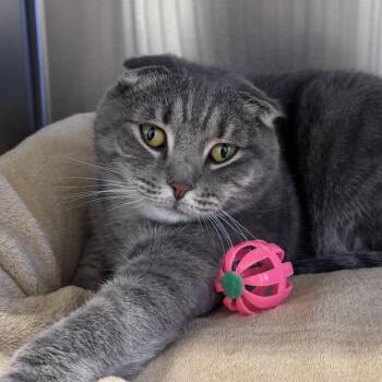 Brooke 2026 (FKA Brooks 2026) -  Scottish Fold Cat for Adoption - Brooke 2026 (FKA Brooks 2026) | PetCurious