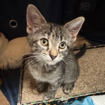 Rescue Domestic Short Hair Cats for Adoption in Yanceyville, North Carolina - Tina 25-1718 | PetCurious