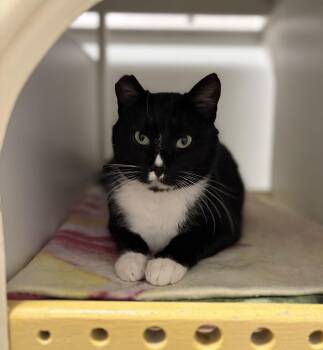 Domestic Short Hair Cats Available for Adoption - Vinny | PetCurious