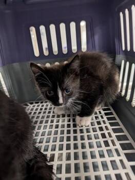 HENRY -  Domestic Short Hair Cat for Adoption in Ocala, Florida - HENRY | PetCurious