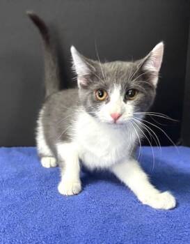 Domestic Short Hair Cats Available for Adoption in Hawk Point, Missouri - Ashley | PetCurious