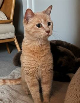 Domestic Short Hair Cats Available for Adoption - *URGENT* Baby Cakes Needs Foster Or Adopter! | PetCurious