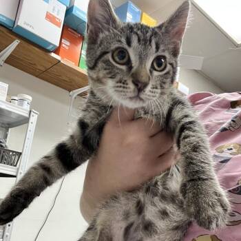 Graphite -  Domestic Short Hair Cat for Adoption in Birmingham, Alabama - Graphite | PetCurious