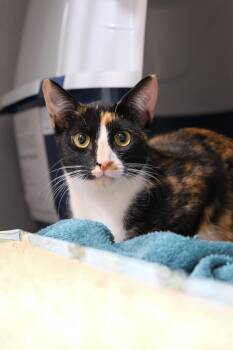 Rescue Domestic Short Hair Cats for Adoption in Newport Beach, California - Speckles | PetCurious