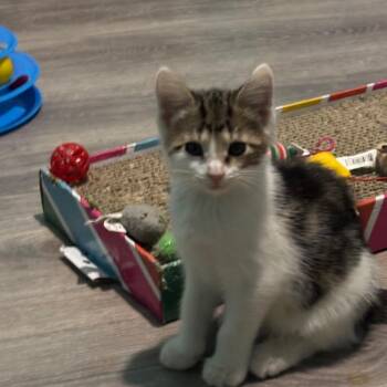 Katniss -  Domestic Short Hair Cat for Adoption in Georgetown, Kentucky - Katniss | PetCurious