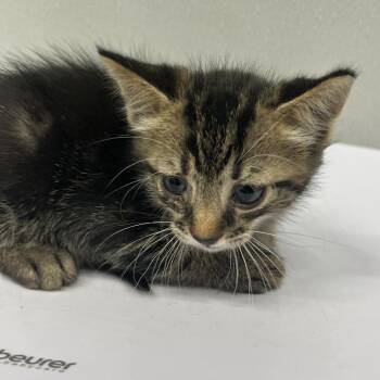 Zaji -  Domestic Short Hair Cat for Adoption in Tampa, Florida - Zaji | PetCurious