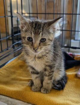 Highway -  Domestic Short Hair Cat for Adoption in Metamora, Illinois - Highway | PetCurious