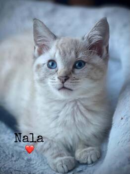 Nala -  Domestic Short Hair and Siamese Cat for Adoption in Dansville, New York - Nala | PetCurious