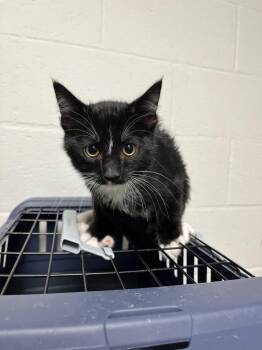 Dale -  Domestic Short Hair Cat for Adoption in Troy, Ohio - Dale | PetCurious