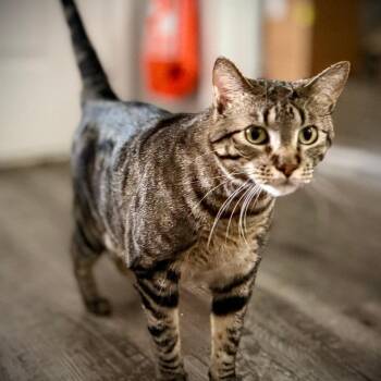Radagast -  Domestic Short Hair Cat for Adoption in Austin, Texas - Radagast | PetCurious