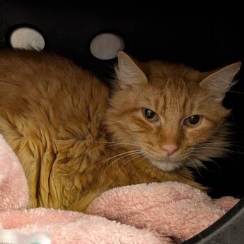 Jake -  Domestic Short Hair and Mixed Breed Cat for Adoption in Titusville, Florida - Jake | PetCurious