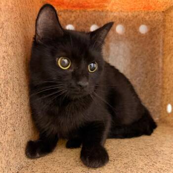 Potion -  Domestic Short Hair Cat for Adoption in Philadelphia, Pennsylvania - Potion | PetCurious
