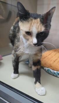 61542251 -  Domestic Short Hair Cat for Adoption in Elko, Nevada - 61542251 | PetCurious
