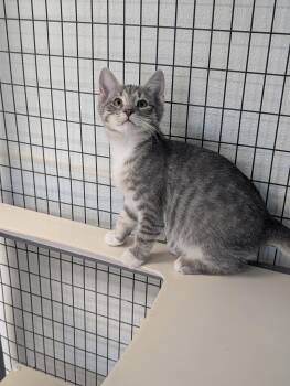 Rescue Domestic Short Hair Cats for Adoption in Waynesville, North Carolina - Slate | PetCurious