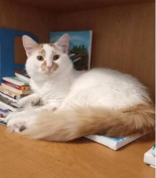 Duncan -  Domestic Long Hair Cat for Adoption in Rockford, Illinois - Duncan | PetCurious