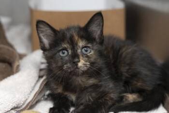 Domestic Short Hair Cats Available for Adoption in North Charleston, South Carolina - 06633B Lumi | PetCurious