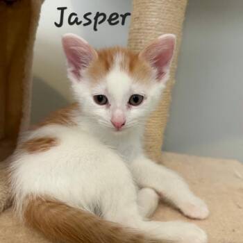 Domestic Short Hair Cats Available for Adoption in Waldorf, Maryland - Jasper | PetCurious
