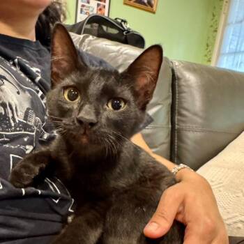 Amor -  Domestic Short Hair Cat for Adoption in Long Beach, California - Amor | PetCurious
