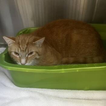He Loves Me -  Domestic Short Hair Cat for Adoption in Burlington, Ontario - He Loves Me | PetCurious