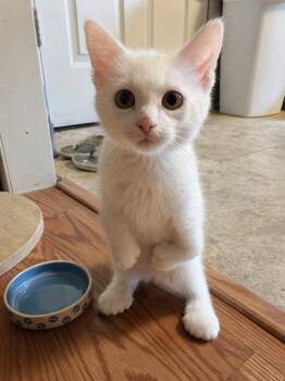 Maeby -  Domestic Short Hair Cat Available for Adoption in Lenexa, Kansas - Maeby | PetCurious